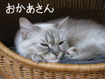 IMG_3579のコピー.jpg