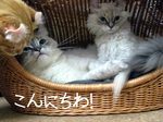 IMG_3583のコピー.jpg