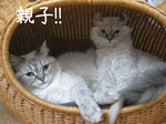 IMG_3584のコピー.jpg