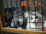 IMG_3600のコピー.jpg