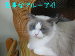IMG_3638のコピー.jpg