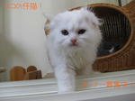 IMG_3684のコピー.jpg