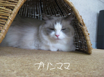 IMG_3706のコピー.jpg