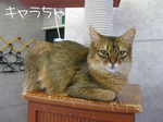 IMG_3708のコピー.jpg